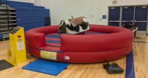 Bull at event