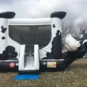 Cow Belly Bounce