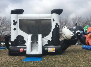Cow Belly Bounce