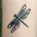 Matte Dragonfly (2)